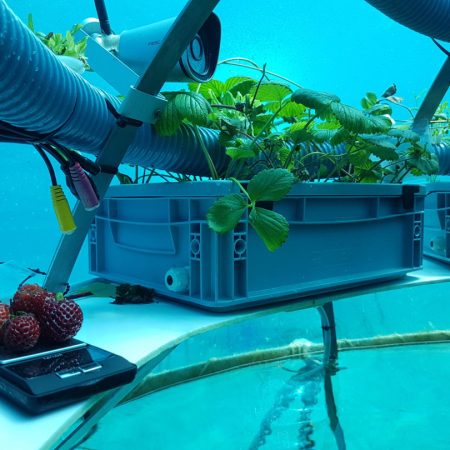 Le serre subacquee del Nemo’s Garden a Noli