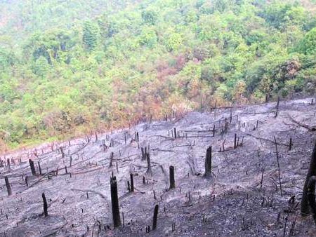 Falsa energia rinnovabile, distruzione delle foreste ed estinzione delle piante
